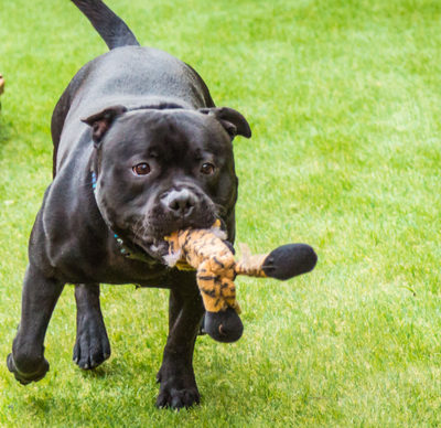 Black Staffordshire bull terrier dog running and playing on artificial grass by decking in a residential garden or yard. he has a soft toy tiger in his mouth.