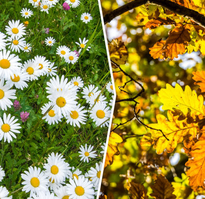 Four seasons collage. From left to right: Spring, summer, autumn, winter